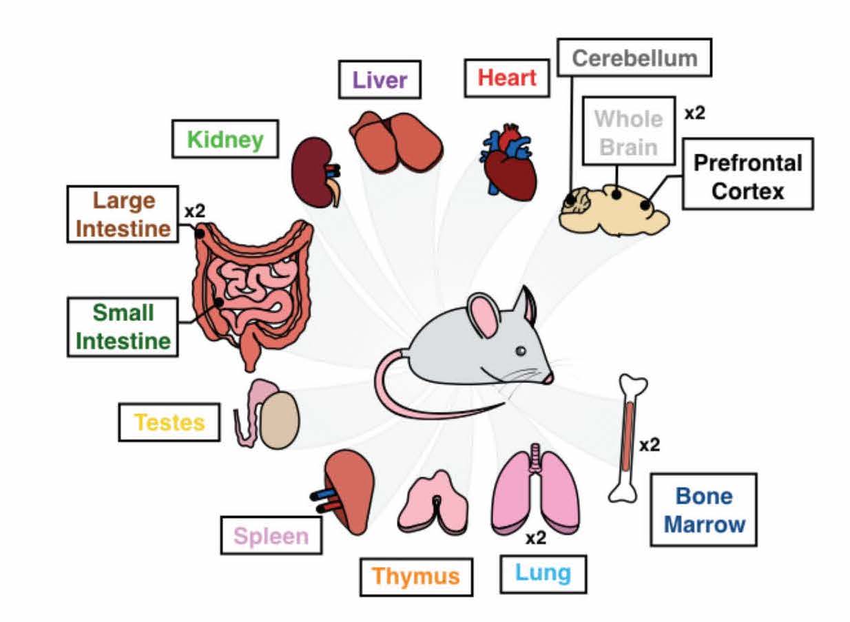 Mice cells